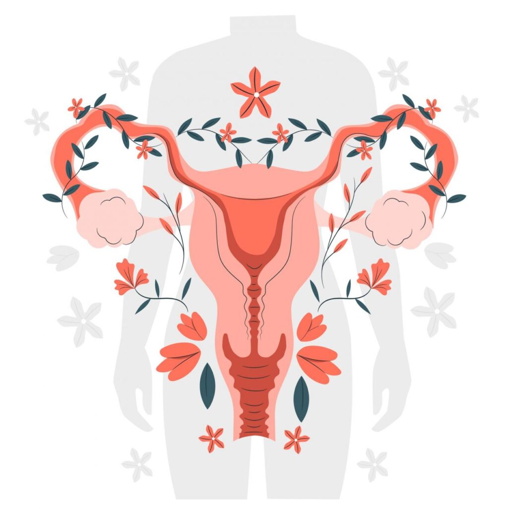 vector female reproductive system concept