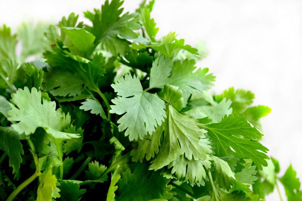 Cilantro Herbs Food Green Cuisine Dish
