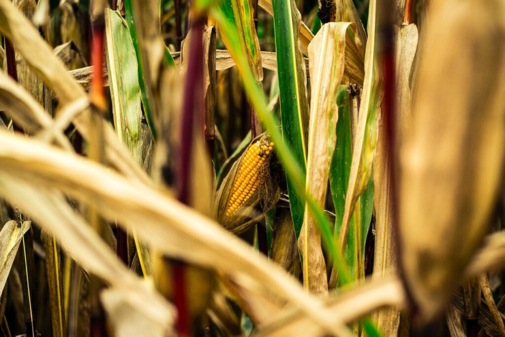 brown-and-green-corn-field-