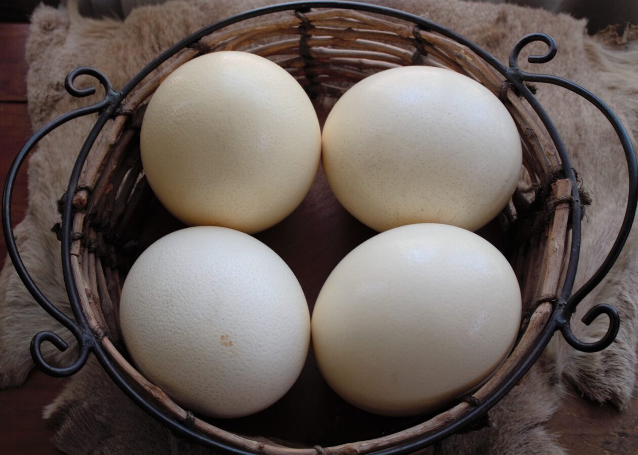 can you eat ostrich eggs